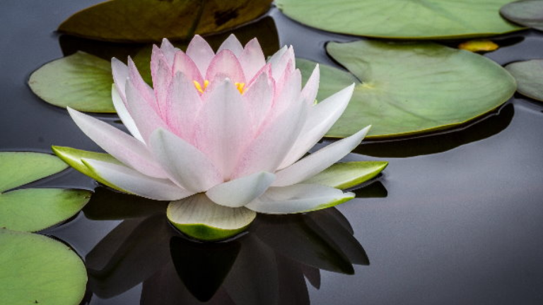 The lotus flower is the national flower of India