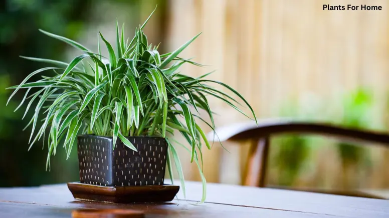 Spider Plants