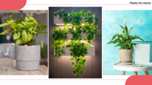 25 Best Plants For An Office Desk