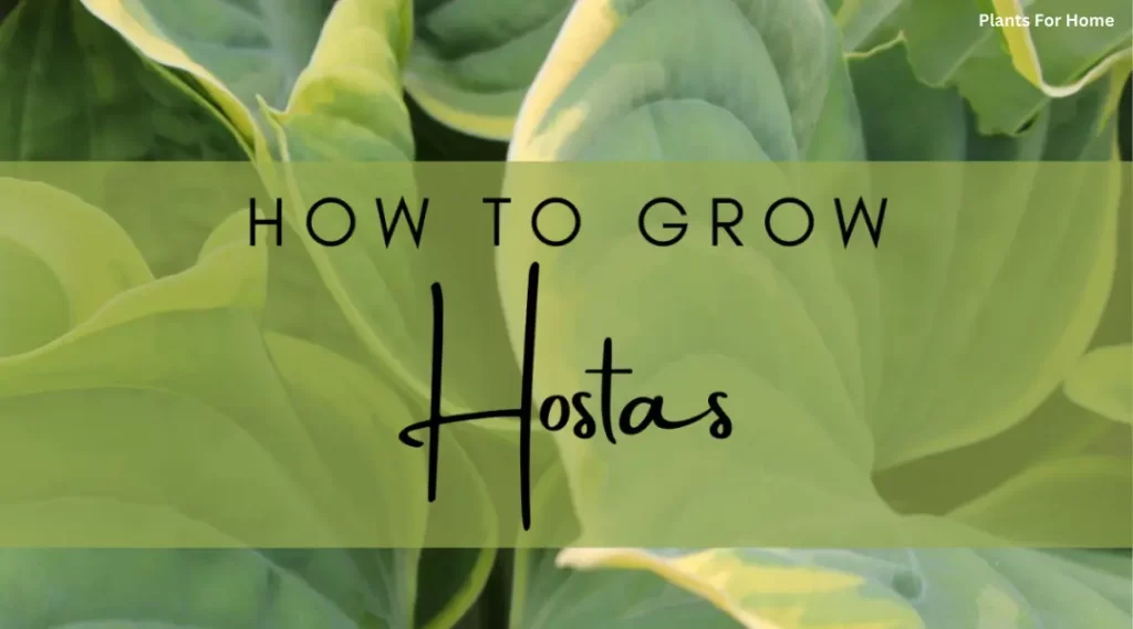 How to grow hostas