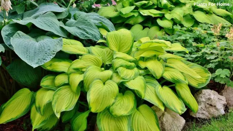 Hostas Plants