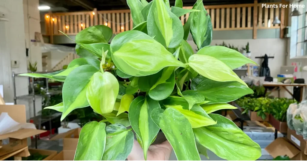 PHILODENDRON PLANTS