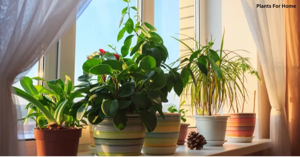 Foliage indoor plants