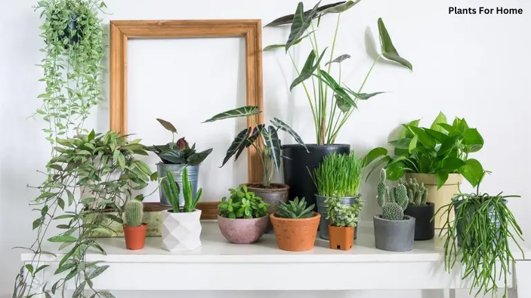 Foliage indoor plants