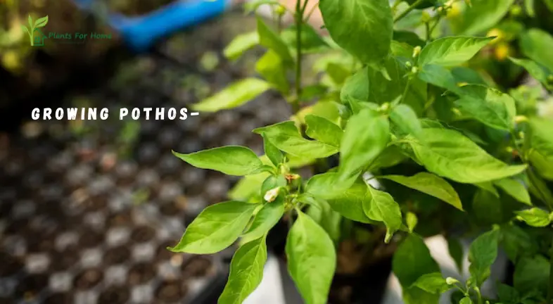 Growing Pothos-
