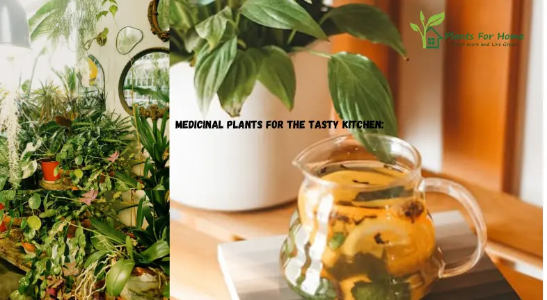 Medicinal Plants for the Tasty Kitchen: