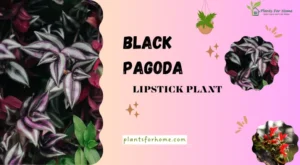 BLACK PAGODA LIPSTICK PLANT