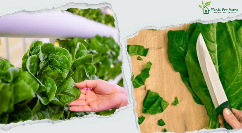 Are Lettuce and Spinach a Leafy Heavenly Match?