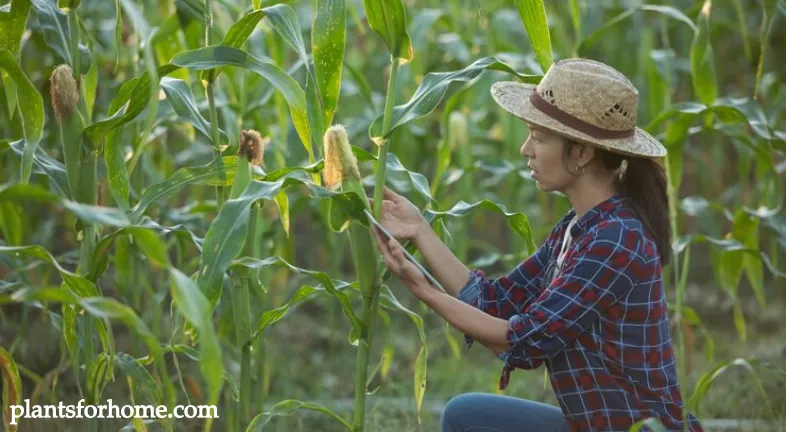 Farmer plants corn in 1/4 of his field