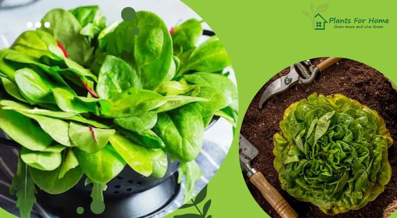 CAN LUTTUCE AND SPINACH BE PLANGTED TOGETHER?