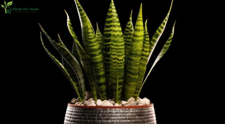 15 BENEFITS OF KEEPING SNAKE PLANTS AT YOUR HOME-
