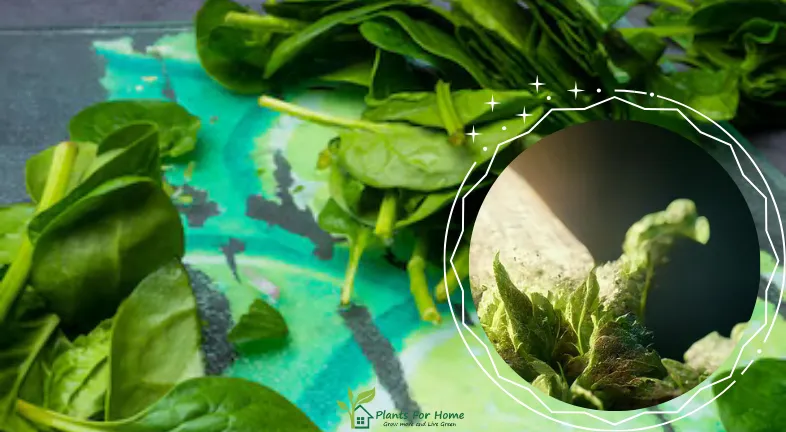 Growing and Taking Care of Spinach and Lettuce Together: