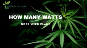 HOW MANY WATTS DOES WEED PLANT-