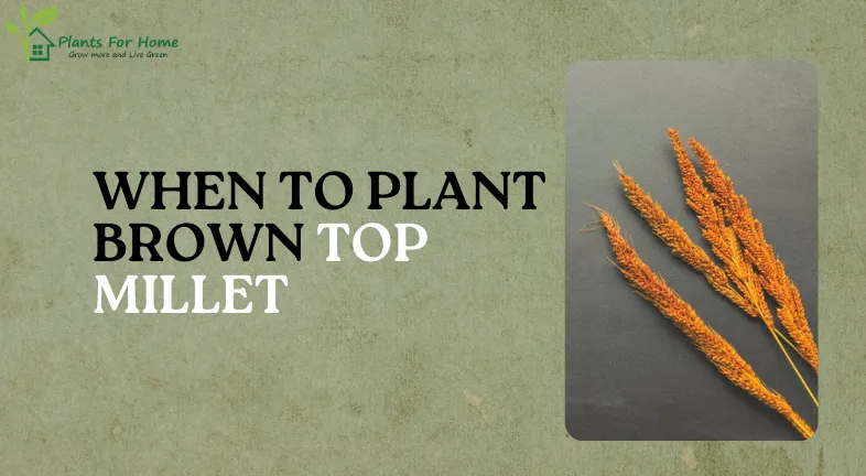 WHEN TO PLANT BROWN TOP MILLET-