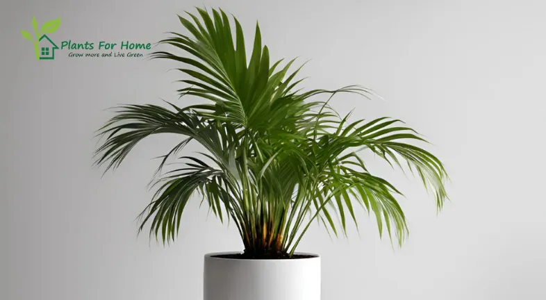 Areca Palm (Dypsis lutescens)