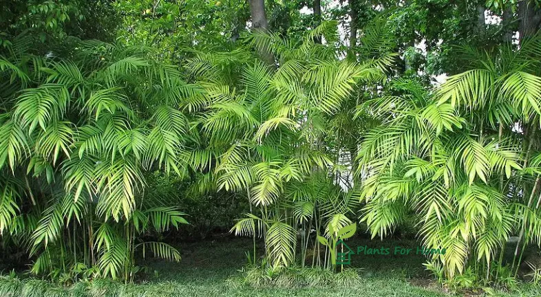 Bamboo Palm (Chamaedorea seifrizii)