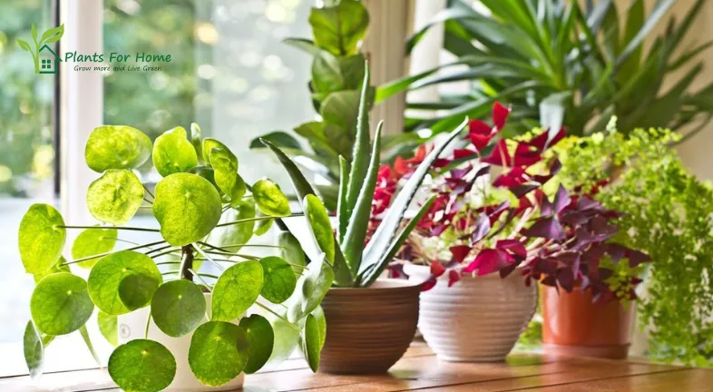 Best Medicinal Plants to Grow Indoors