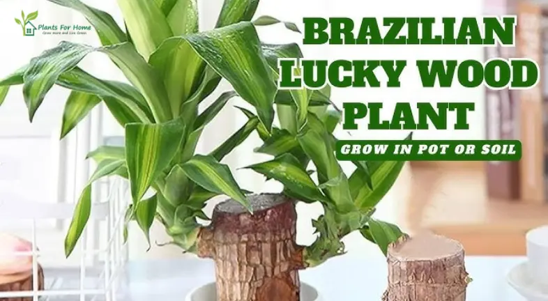 Caring for the Brazilian Lucky Wood Plant