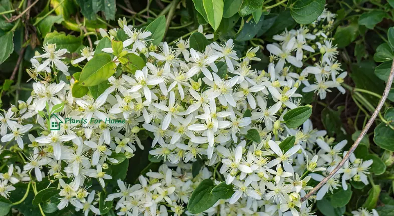 Clematis (Clematis spp.) here