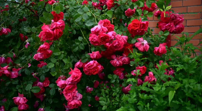 Climbing Roses (Rosa spp.)