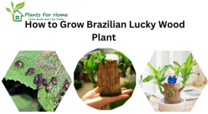 How to Grow Brazilian Lucky Wood Plant