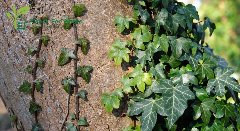 English Ivy (Hedera helix)