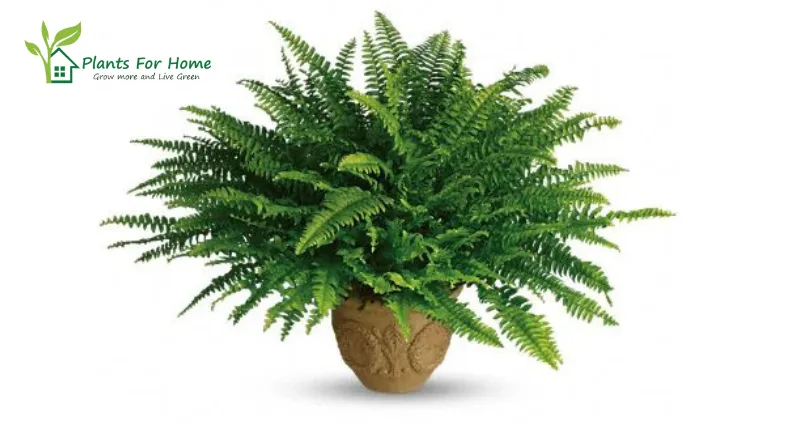 Ferns (Nephrolepis exaltata or Asplenium)