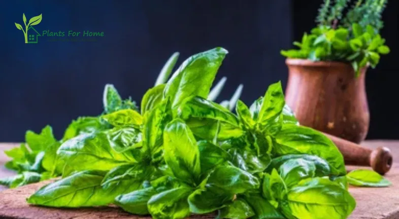 Herbs (Thyme, Basil, Mint, and Oregano)