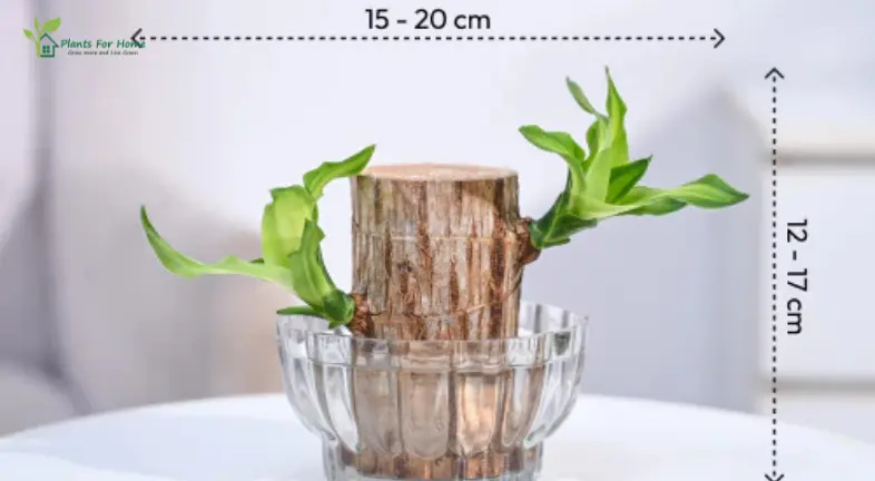 How to Grow Brazilian Lucky Wood Plant: A Step-by-Step Guide