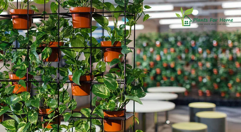 Indoor Vertical Garden Plants