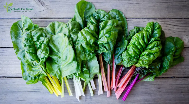 Leafy Greens: A Nutrition Powerhouse