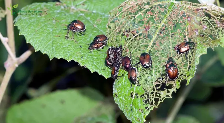 Managing Pests and Diseases