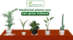 Medicinal plants you can grow indoors