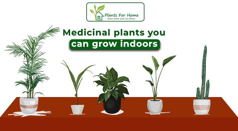 Medicinal plants you can grow indoors