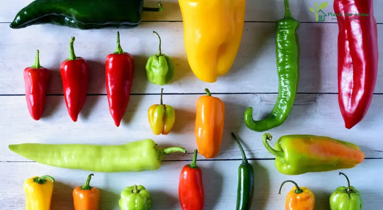 Peppers: Spicy to Sweet Varieties