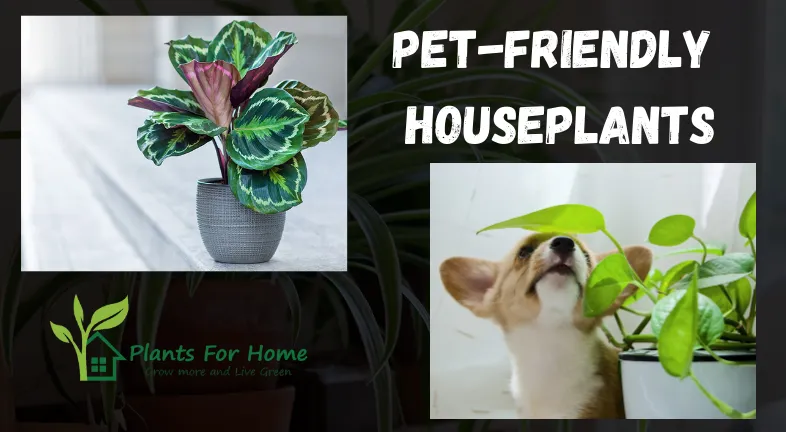 Pet-Friendly Houseplants