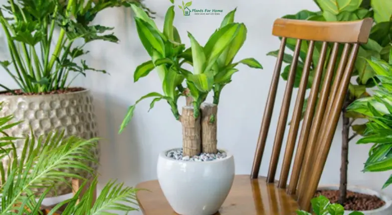 Preparing to Grow Your Brazilian Lucky Wood Plant