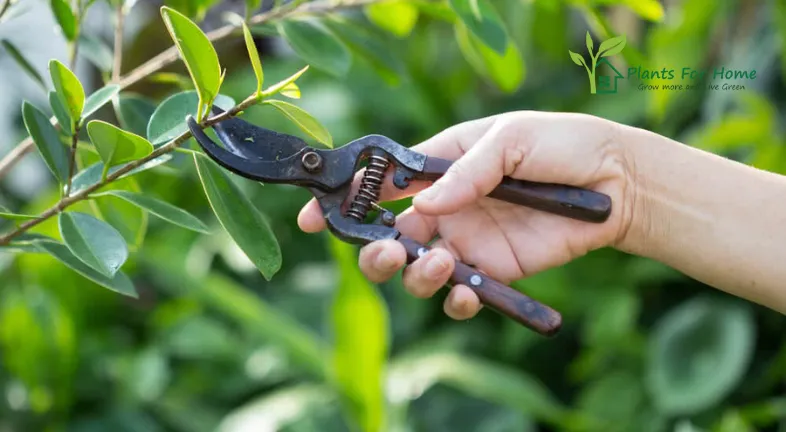 Pruning