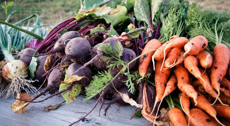 Root Vegetables: Fresh and Flavorful from the Soil