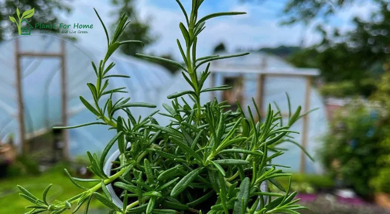 Rosemary