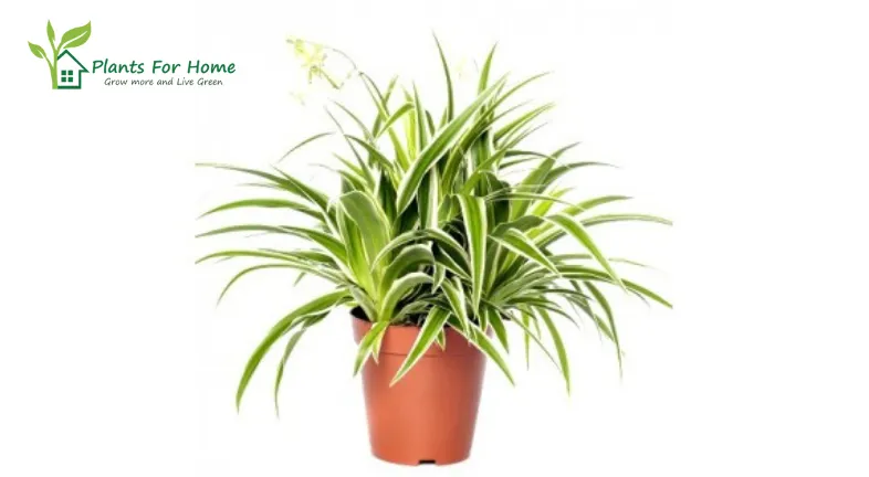 Spider Plant (Chlorophytum comosum)