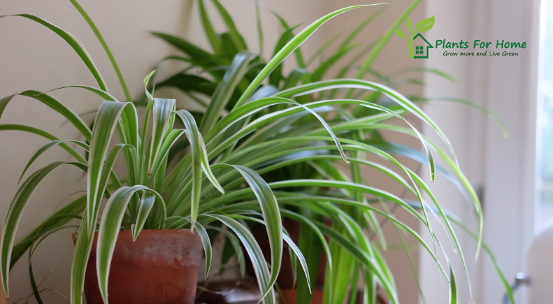 Spider Plant (Chlorophytum comosum)