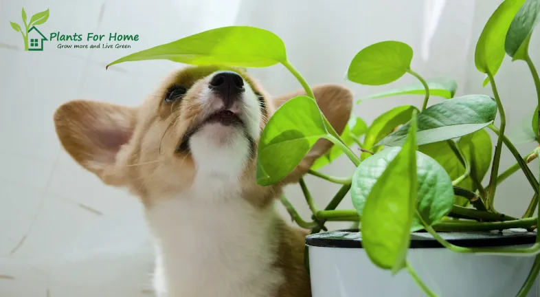 Tips for Keeping Pets and Plants Happy Together