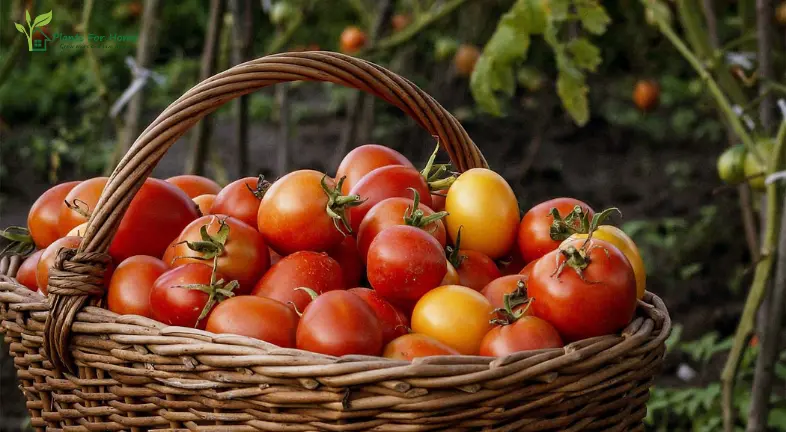 Tomatoes: A Juicy Garden Staple