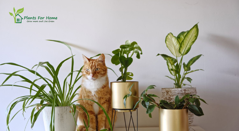 Top Pet-Friendly Houseplants