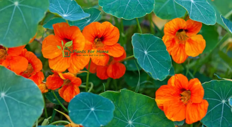 Trailing Nasturtium (Tropaeolum majus)