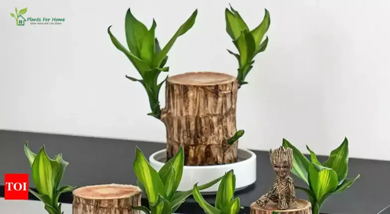 Understanding the Brazilian Lucky Wood Plant