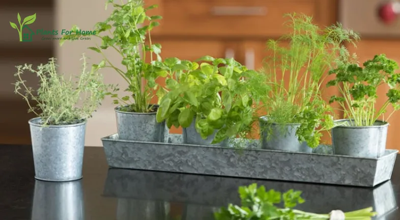 Why Grow Medicinal Plants Indoors