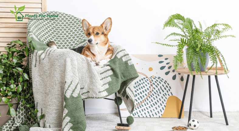 Why You Should Choose Pet-Friendly Plant