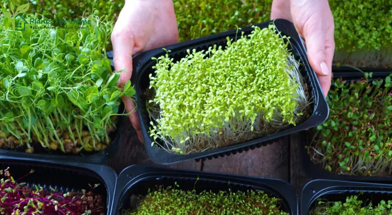 Benefits of Growing Microgreens at Home